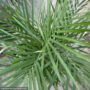 Palm (Chamaedorea Seifrizii) – Bamboo – 10″ Pot